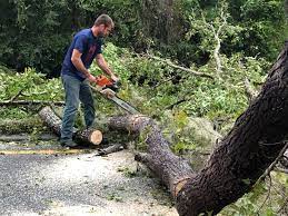 Best Stump Grinding and Removal  in Burton, OH