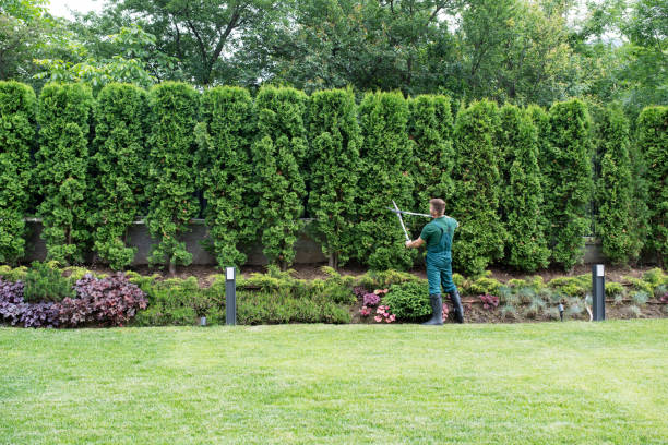 Best Lawn Drainage Solutions  in Burton, OH