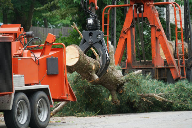 Best Tree Cabling and Bracing  in Burton, OH